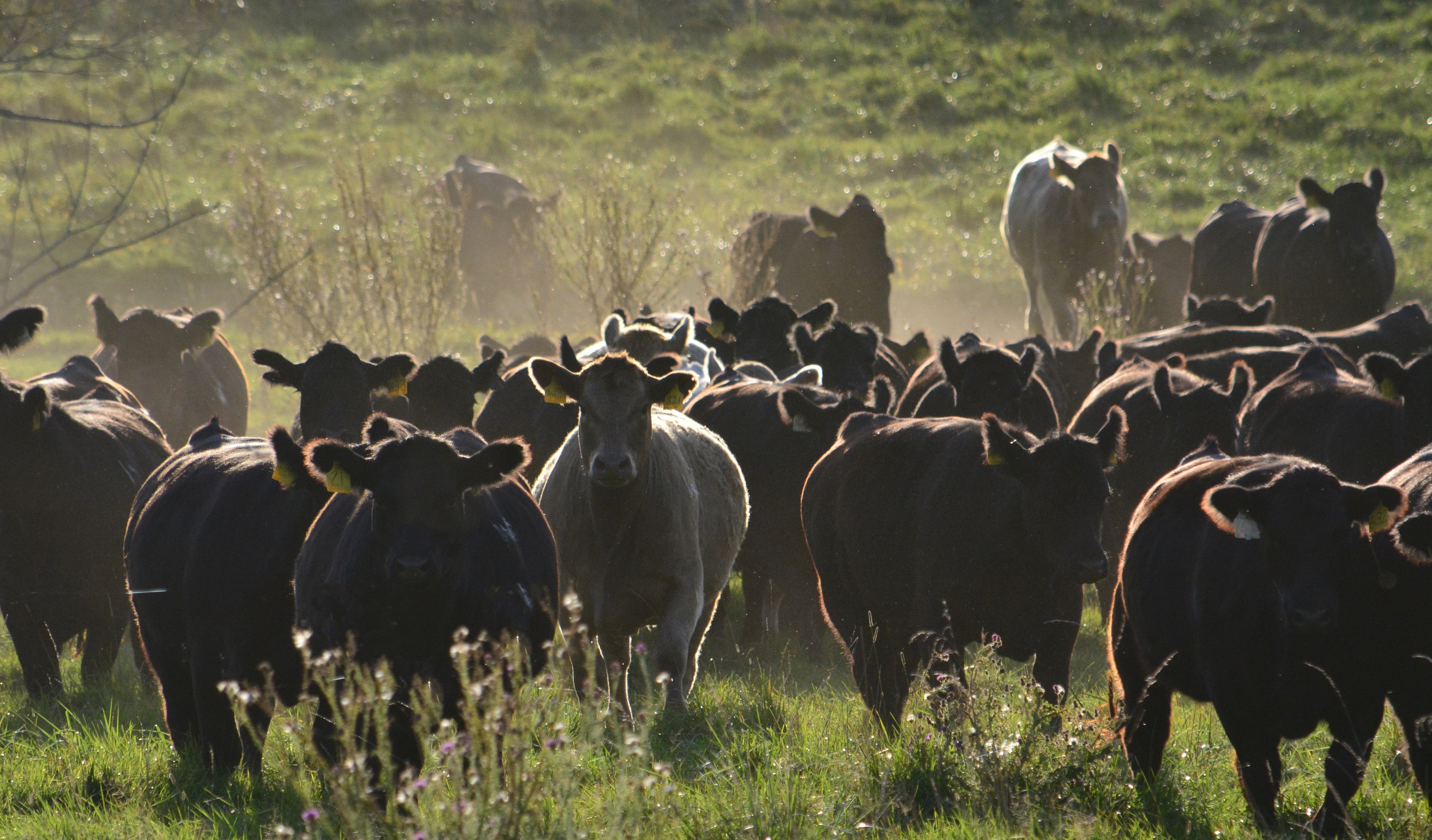 Pasture Cows-Raising beef hero